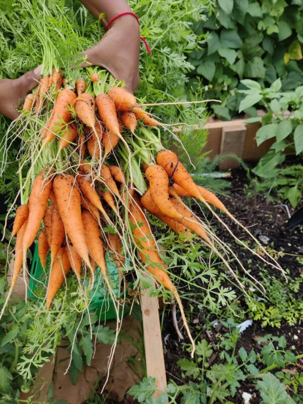 Carrots from garden